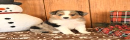 Miniature Australian Shepherd dogs for sale: Jax - Ad 2