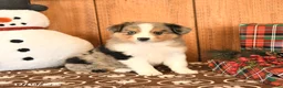 Miniature Australian Shepherd dogs for sale: Jax - Ad 2