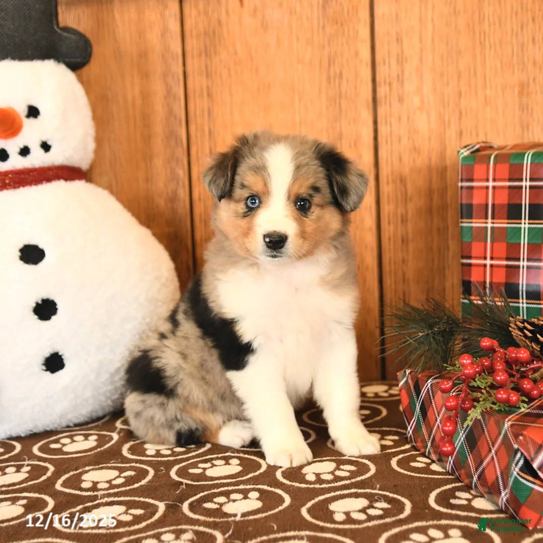 Miniature Australian Shepherd dogs for sale: Jax - Ad 2