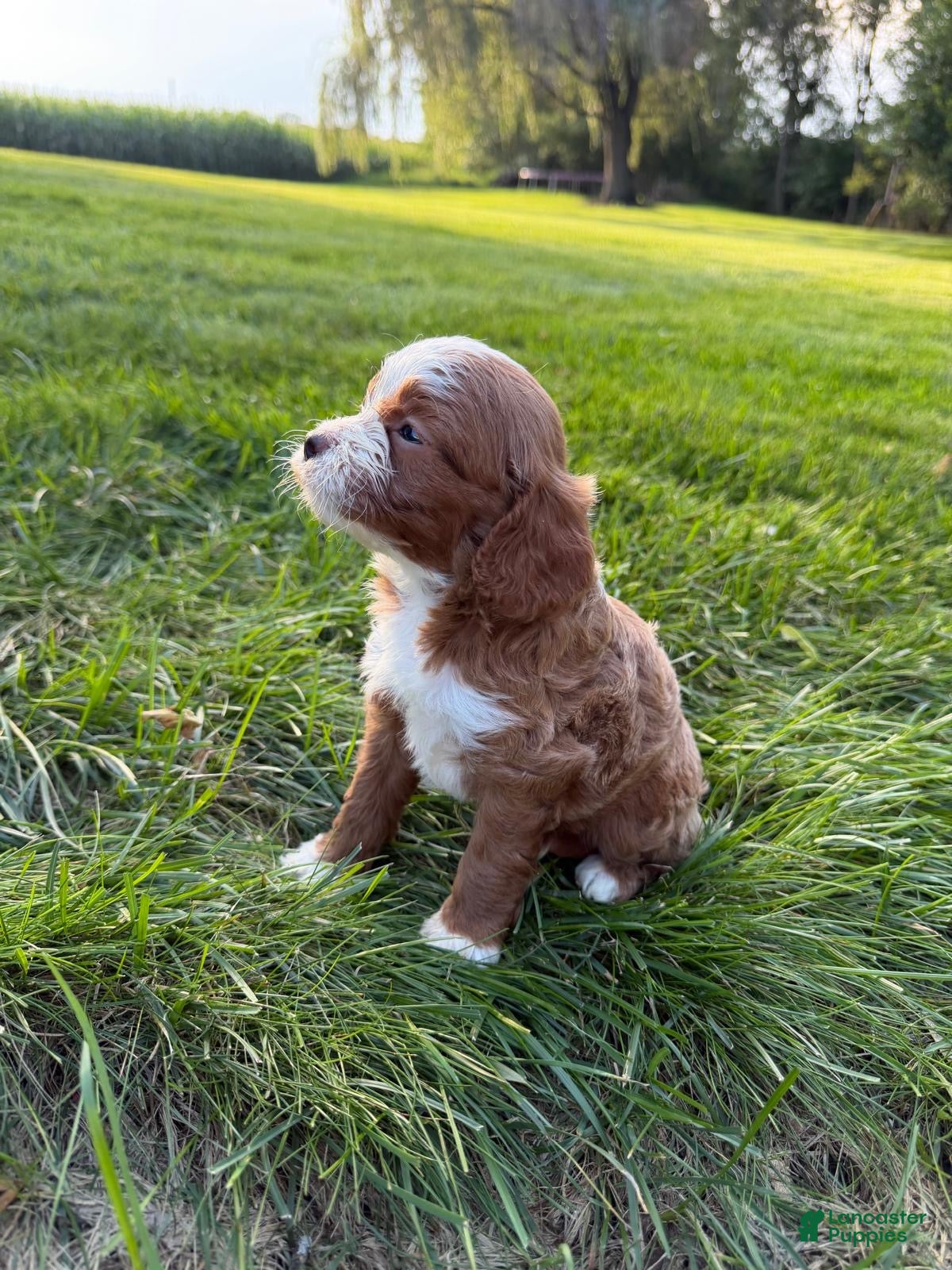 Cavapoo dogs Eddie  - Ad 2