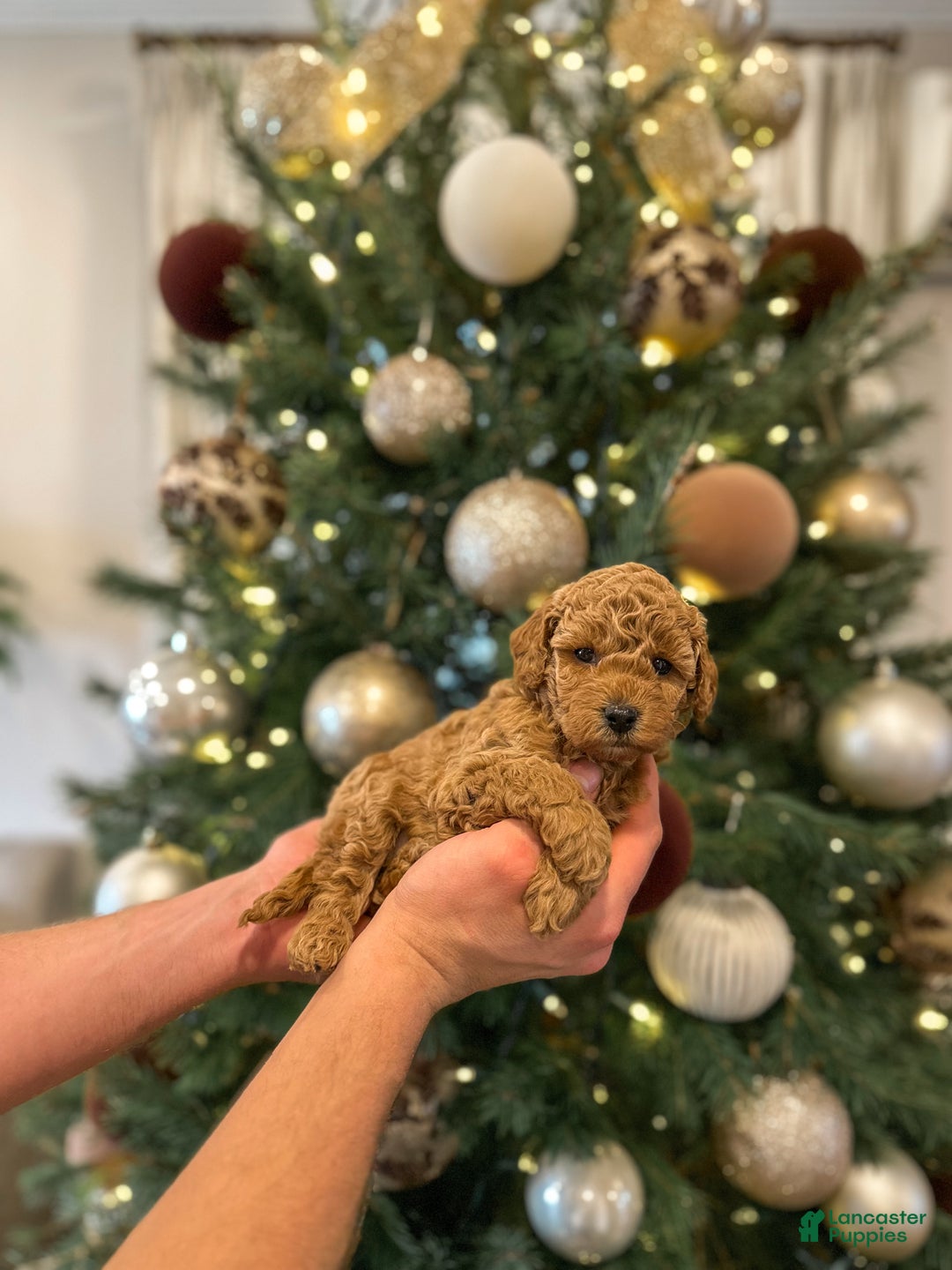 Mini Goldendoodle dogs for sale: Sage - Ad 5