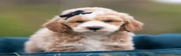 Maltipoo dogs for sale: Benji - Ad 3