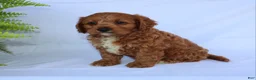 Cavapoo dogs for sale: Seth - Ad 3