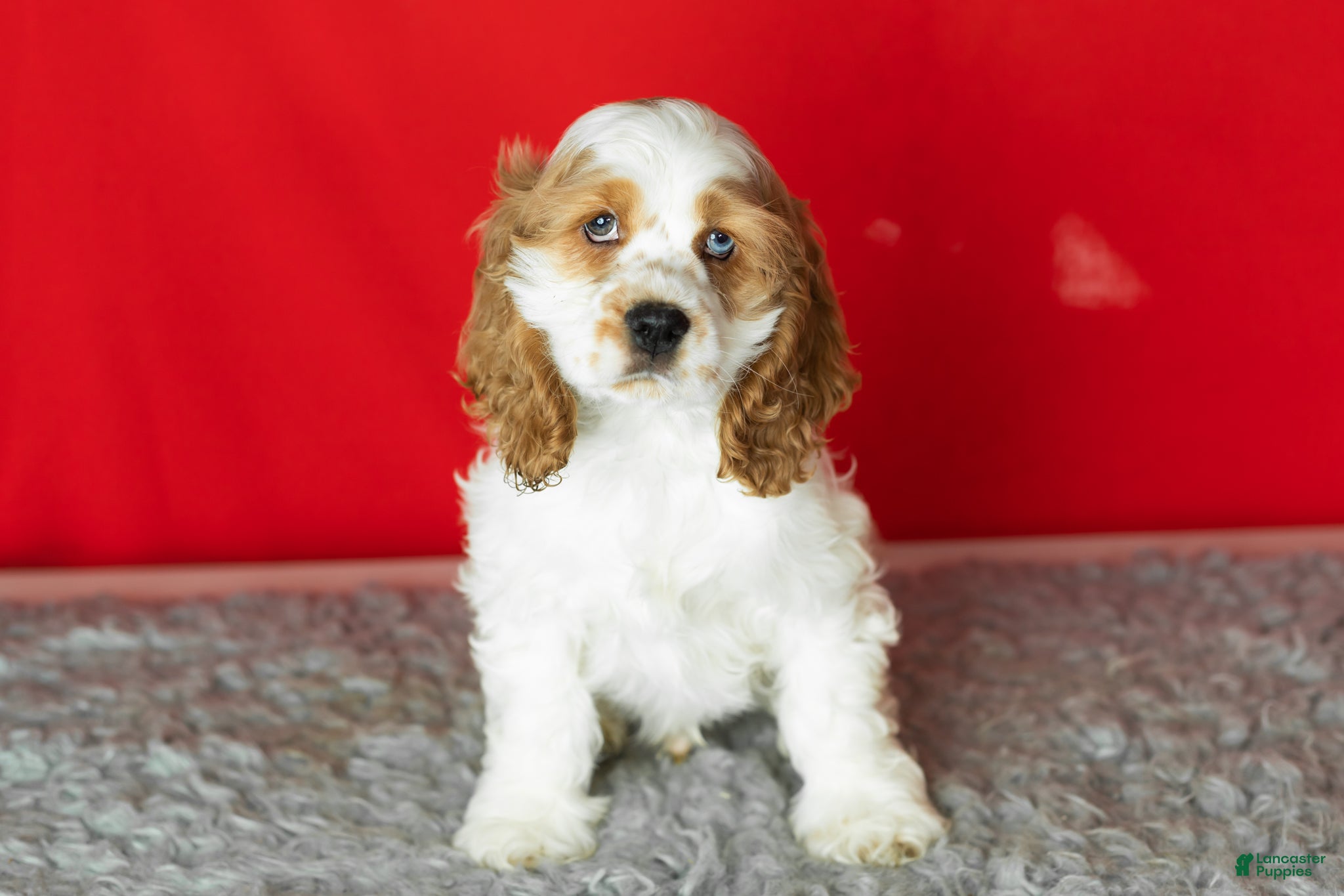 Cocker Spaniel dogs Gibson - Ad 25