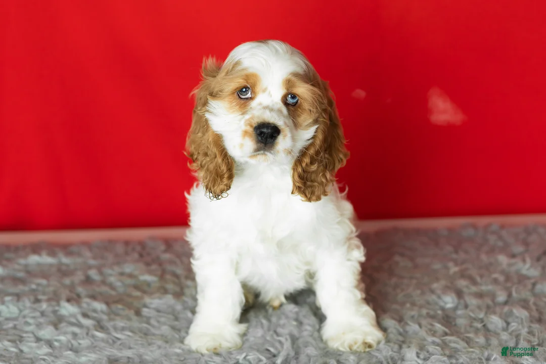 Cocker Spaniel dogs for sale: Gibson - Ad 1