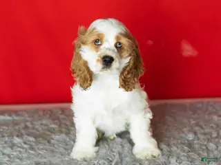 Cocker Spaniel dogs Gibson - Ad 25