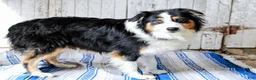 Australian Shepherd dogs for sale: Patsy - Ad 11