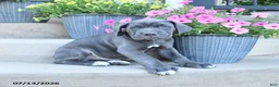 Cane Corso dogs for sale: Ranger - Ad 3