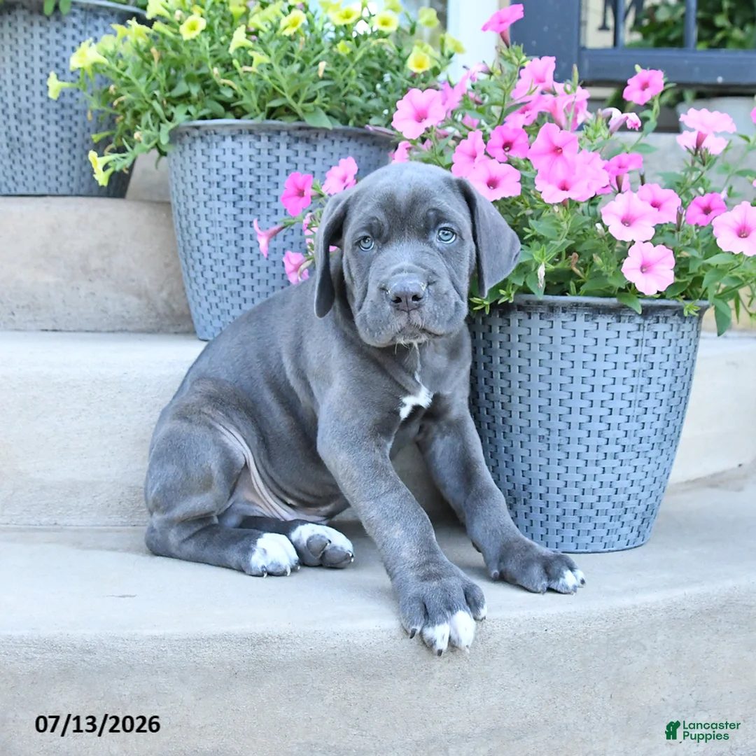 Cane Corso dogs for sale: Ranger - Ad 3
