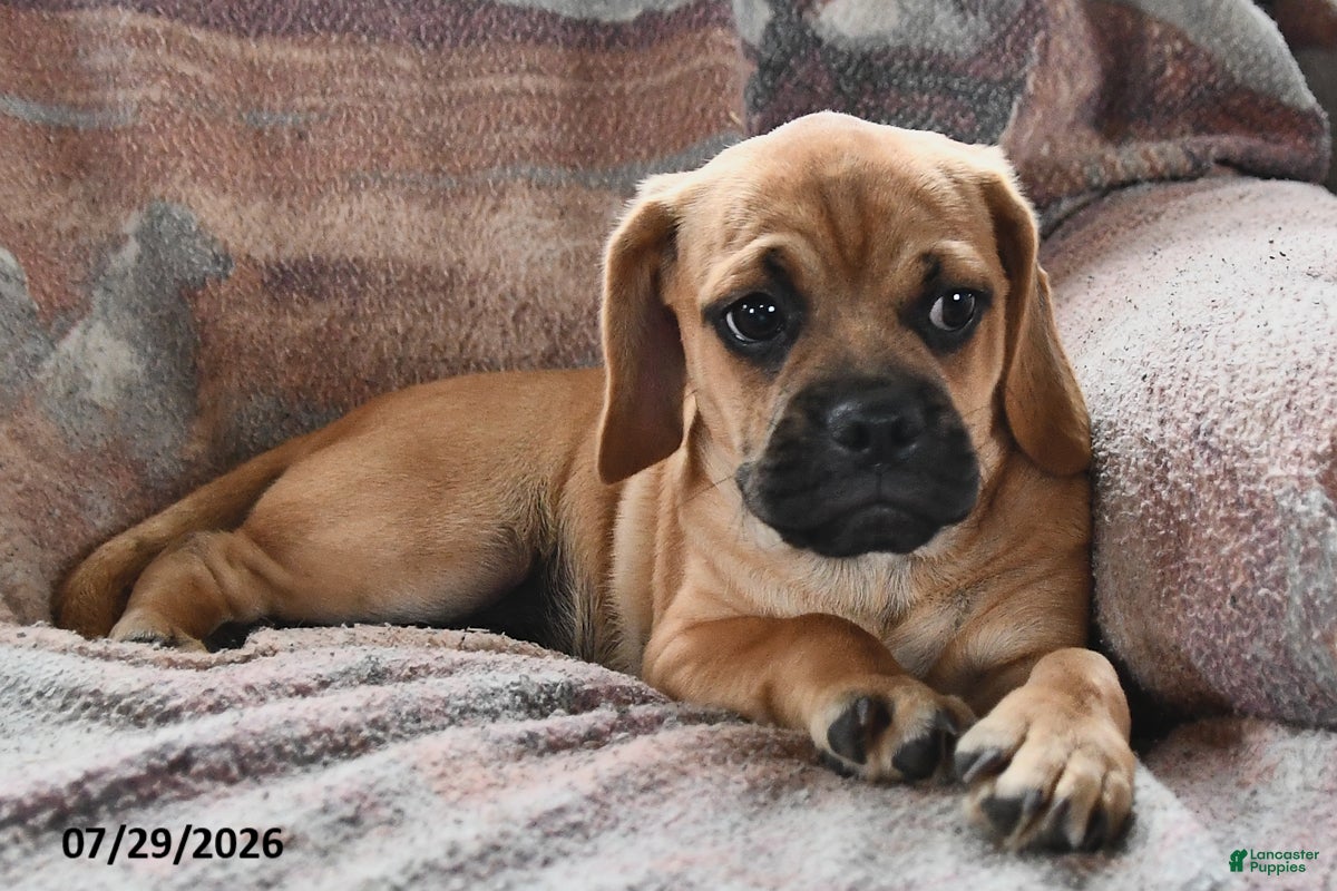 Puggle dogs for sale: Sawyer - Ad 2