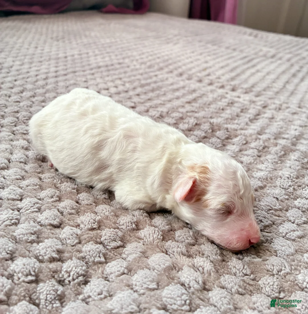Toy Poodle dogs for sale: HETEPHERES TUT - Ad 2