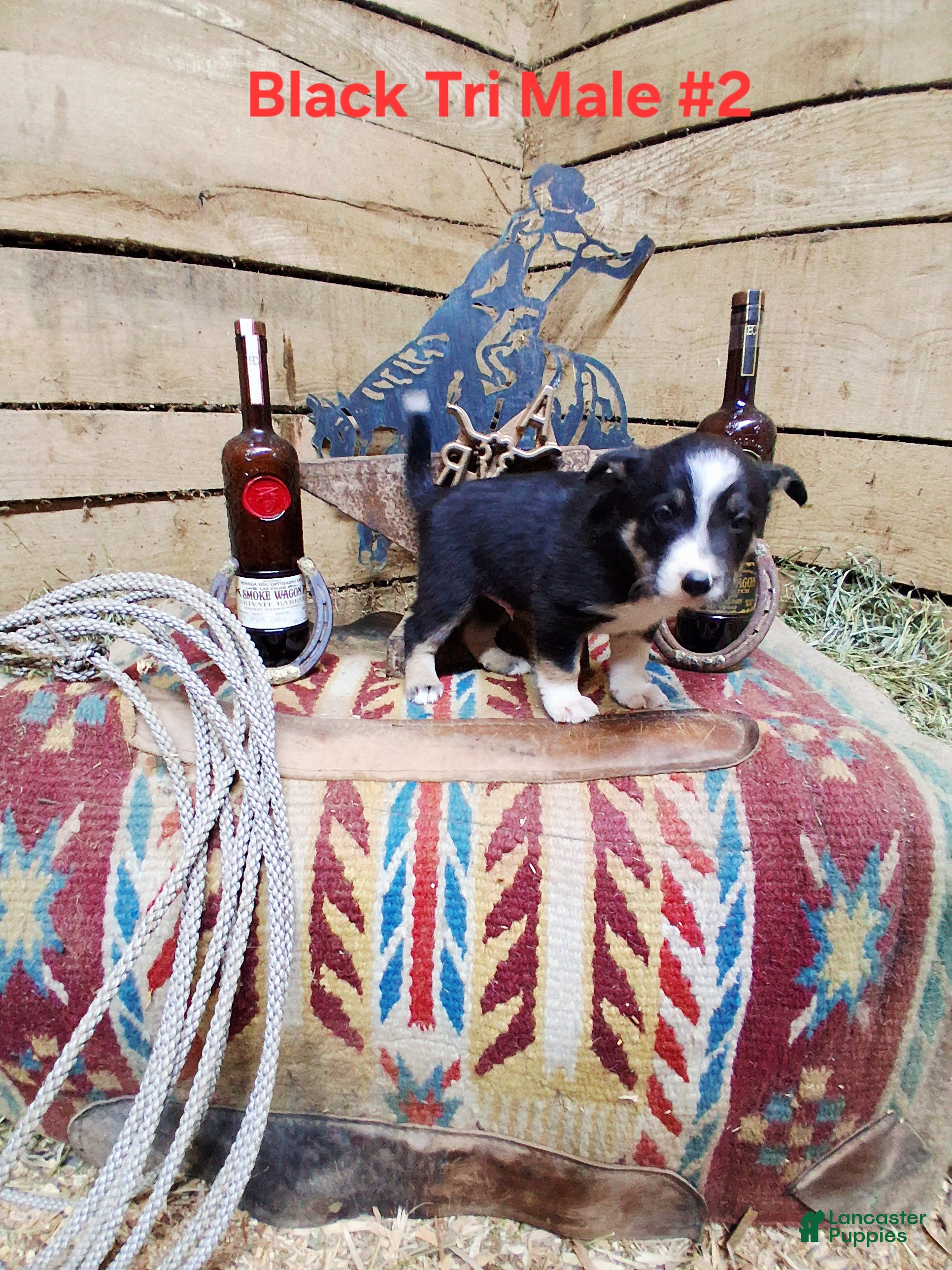 Border Collie dogs Border Collie Puppy 2 - Ad 14