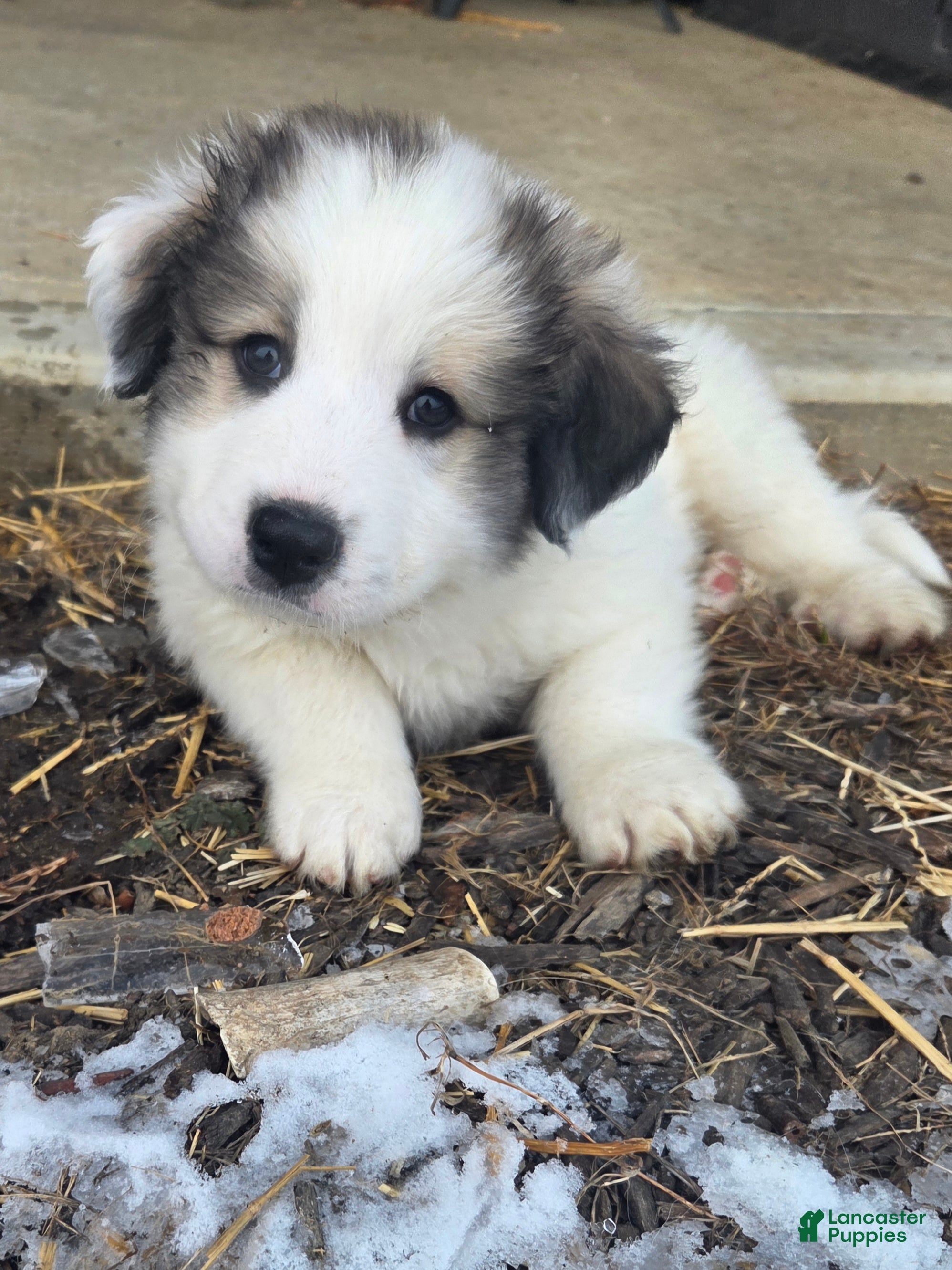 Great Pyrenees dogs Ralphie - Ad 1