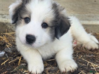 Great Pyrenees dogs Ralphie - Ad 29