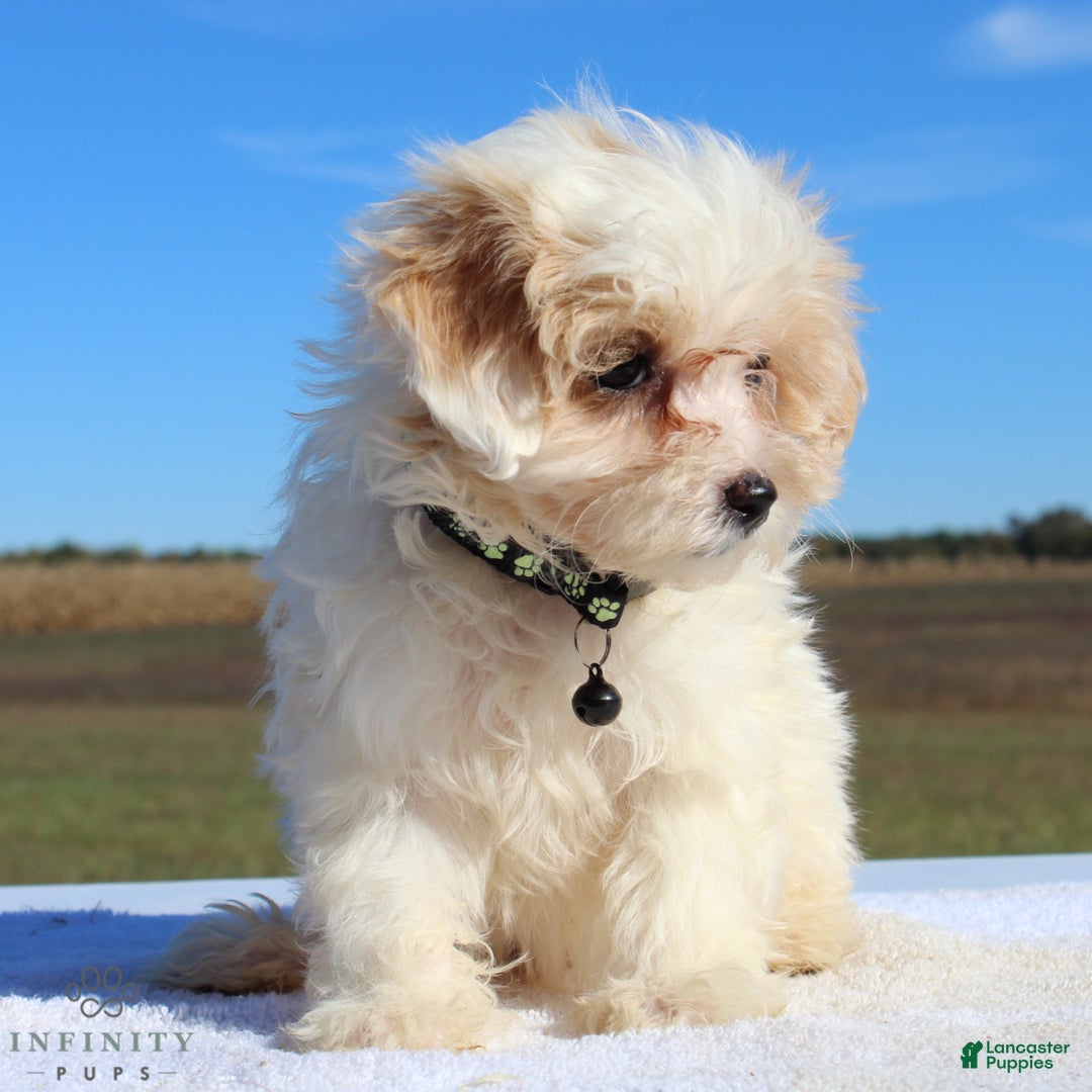 Maltipoo dogs for sale: Delilah - Ad 9