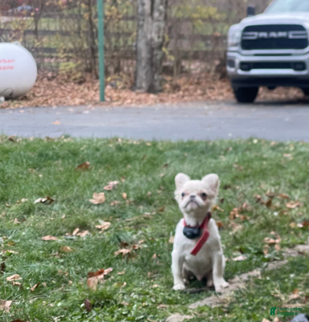 French Bulldog dogs for sale: Snail - Ad 20