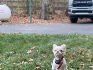 French Bulldog dogs Snail - Ad 13