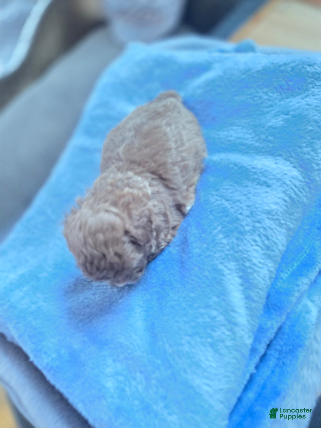 Toy Poodle dogs for sale: Toy Poodle Puppy 1 - Ad 4