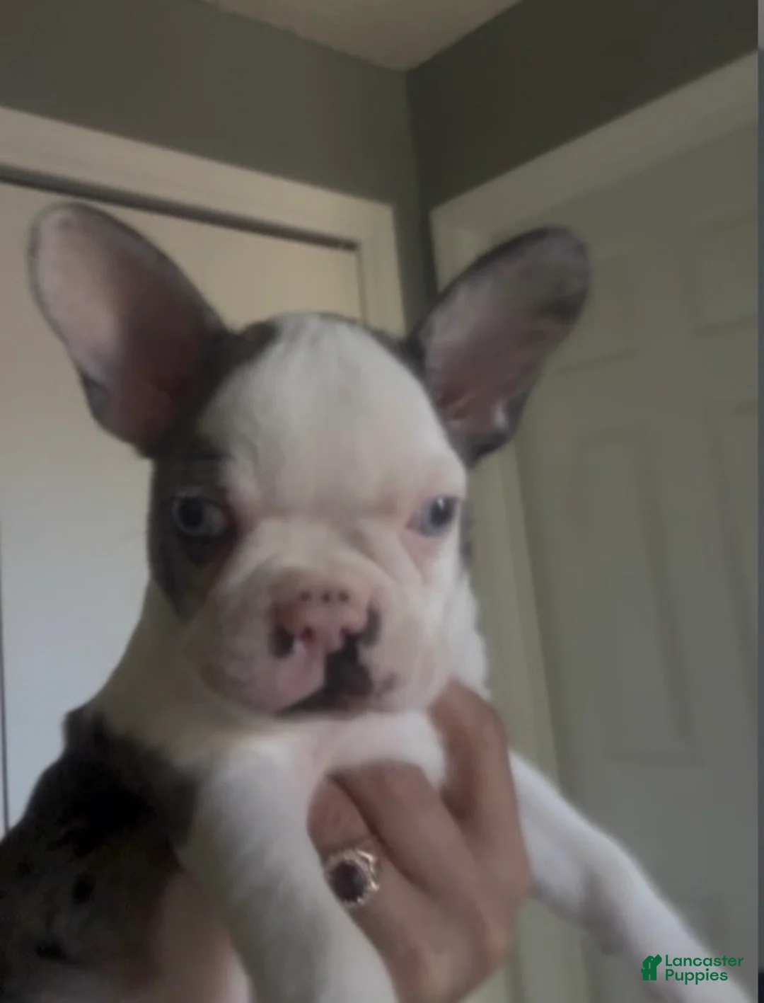 Frenchton dogs for sale: Lila - Ad 1