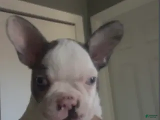 Frenchton dogs Lila - Ad 6