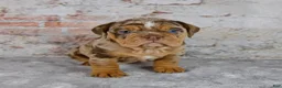 Beabull dogs for sale: Ginger - Ad 6