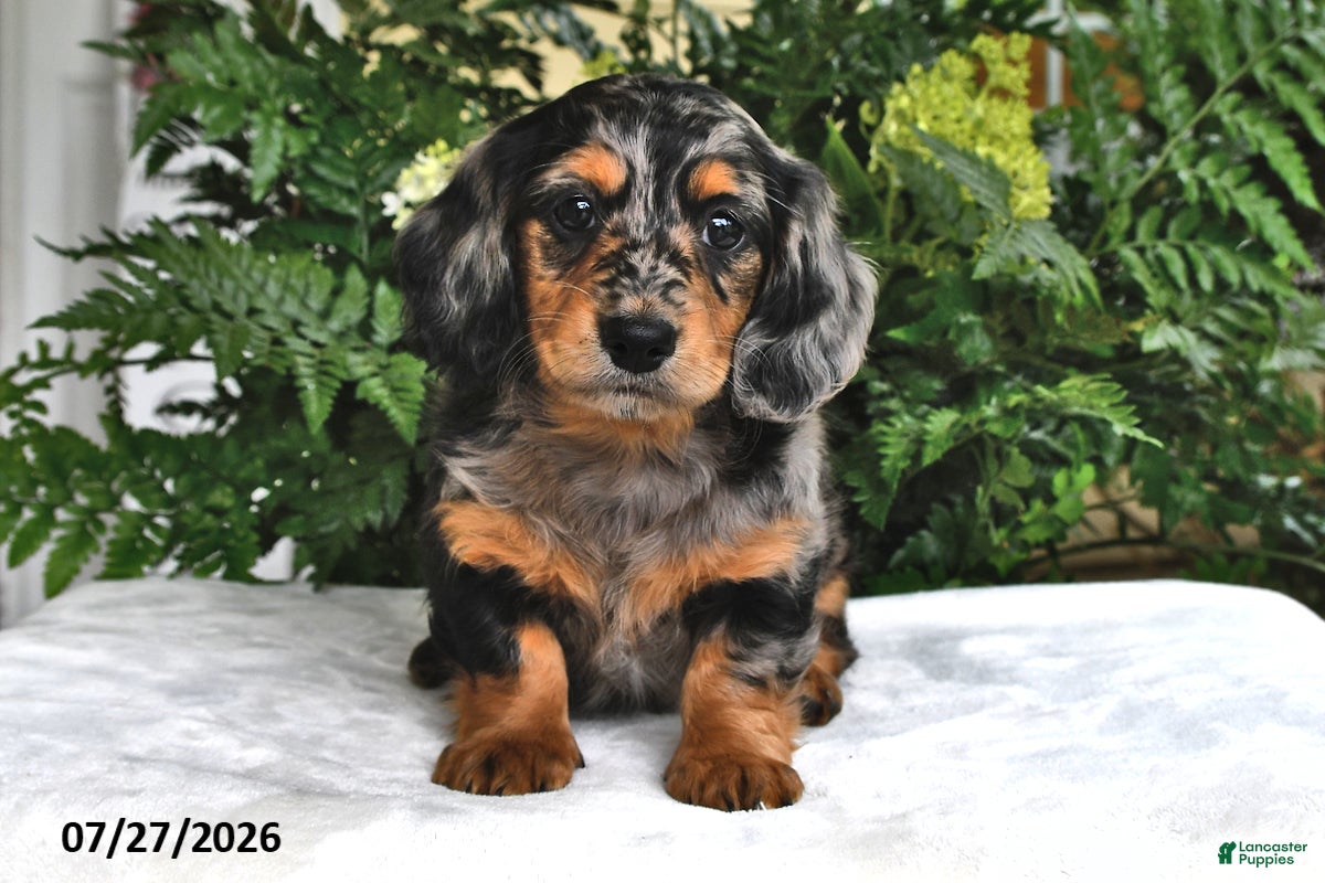 Miniature Dachshund dogs Tobie - Ad 2