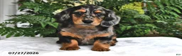 Miniature Dachshund dogs for sale: Tobie - Ad 2