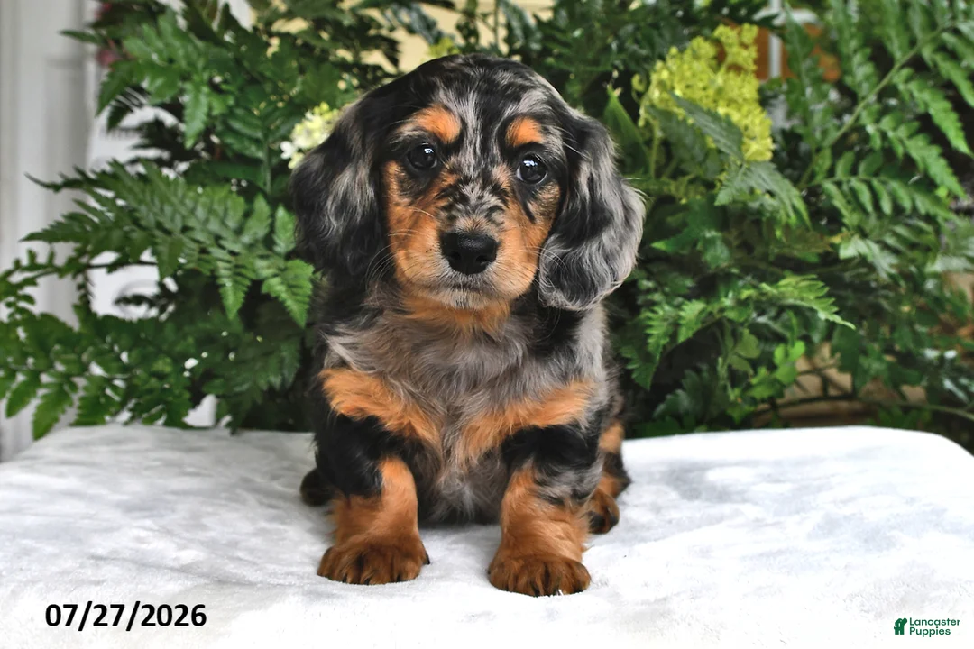Miniature Dachshund dogs for sale: Tobie - Ad 2