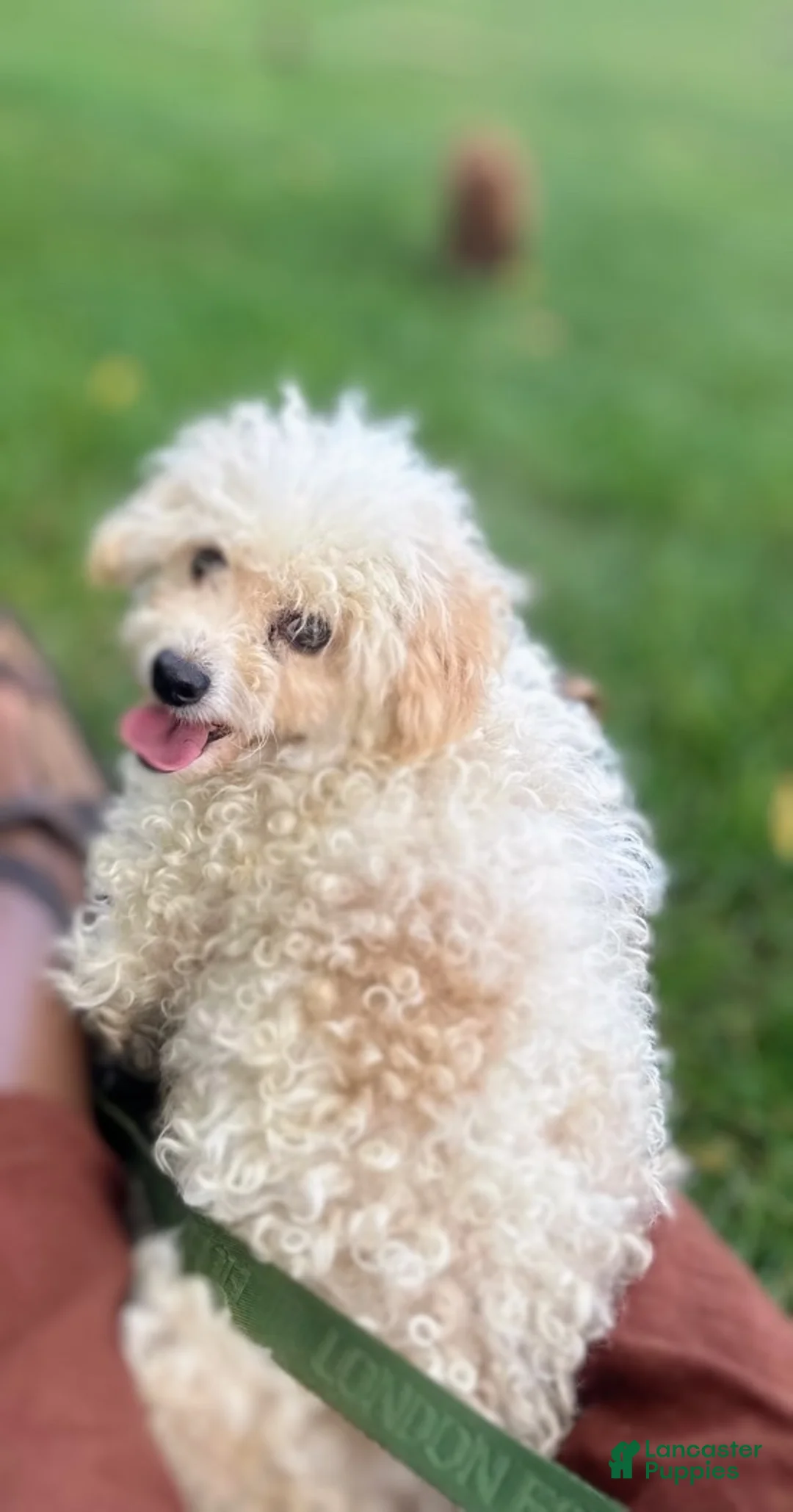 Toy Poodle dogs for sale: LITTLE ARCHIE - Ad 18