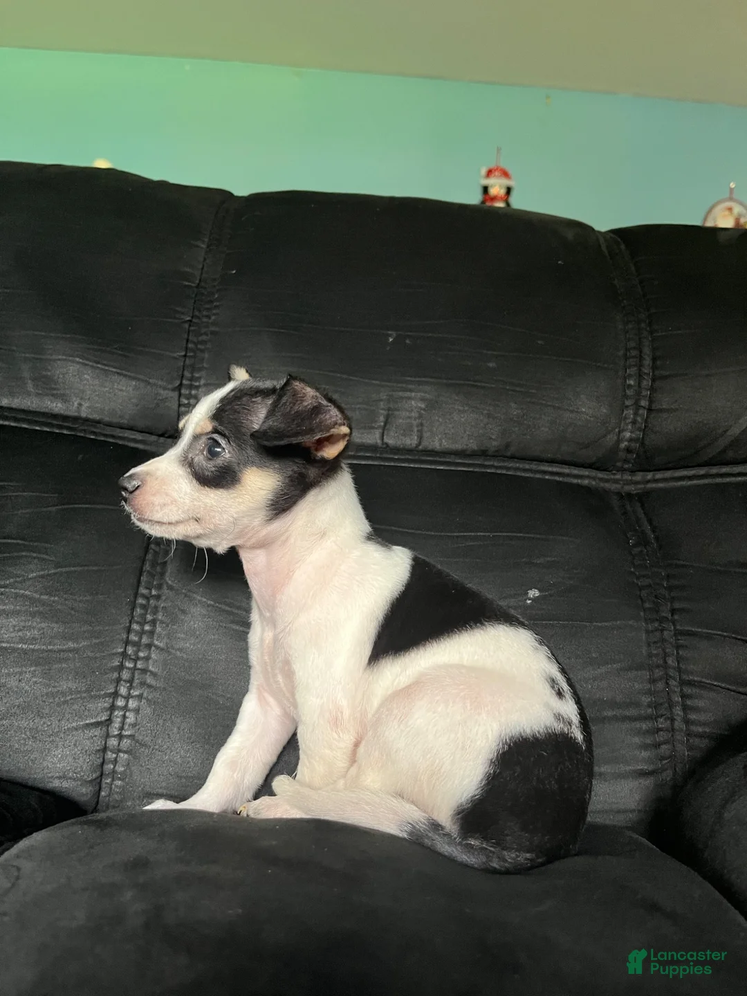 Chihuahua dogs for sale: Chihuahua 1 - Ad 2