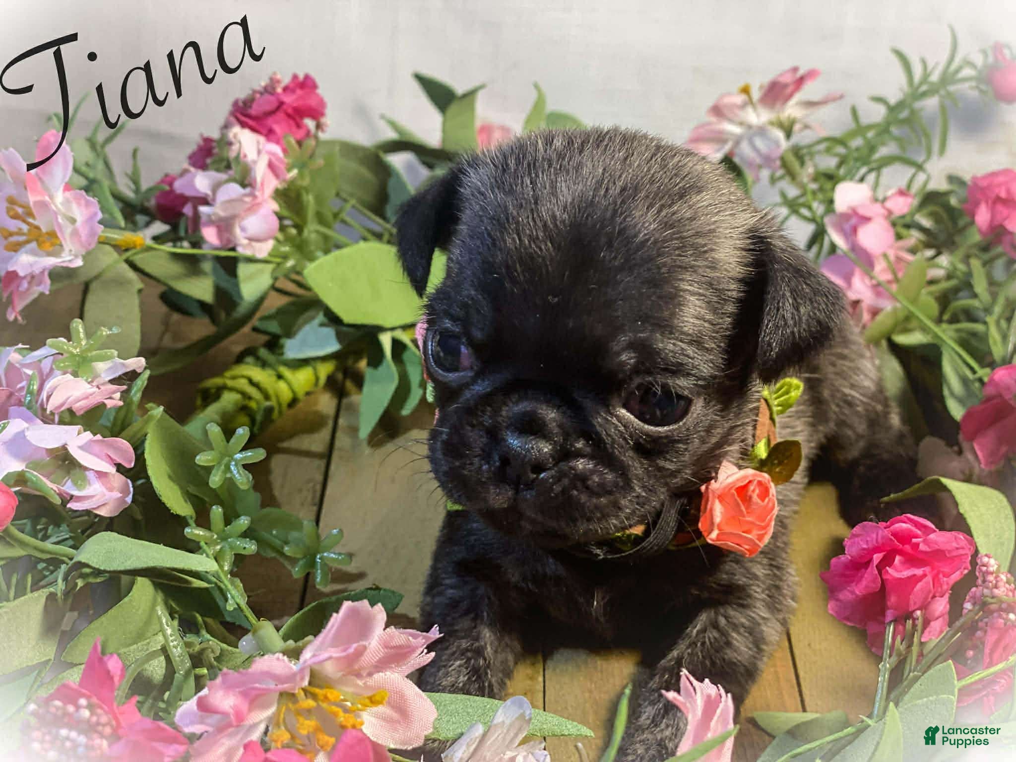 Pug dogs Tiana - Ad 7
