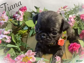 Pug dogs Tiana - Ad 7