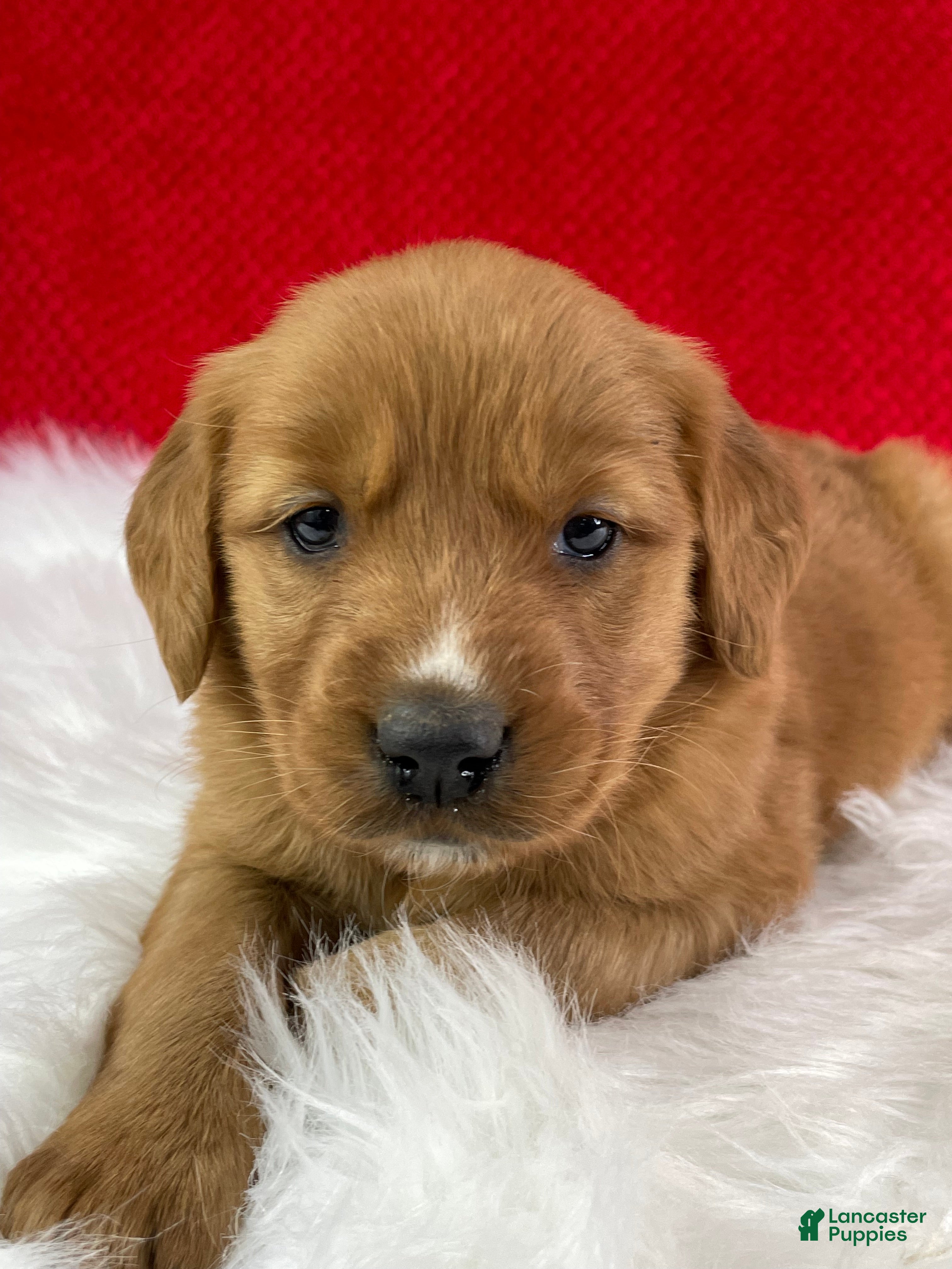 Golden Retriever dogs Eve - Ad 18