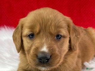 Golden Retriever dogs Eve - Ad 12