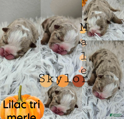 English Bulldog dogs Skylor - Ad 4