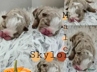 English Bulldog dogs Skylor - Ad 9