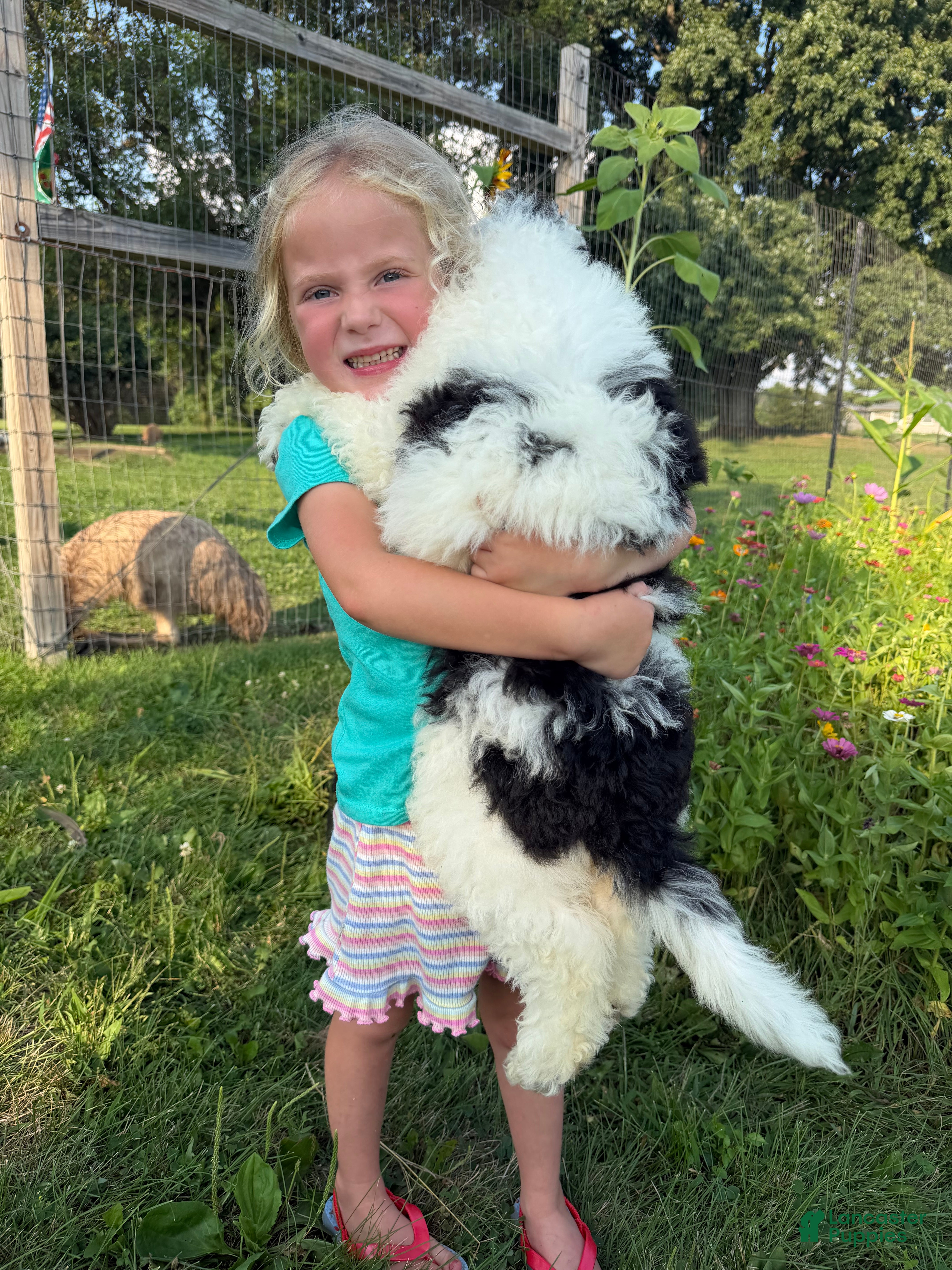 Bernedoodle dogs Duckie - Ad 1