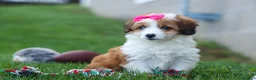 Corgipoo dogs for sale: NALA - Ad 7