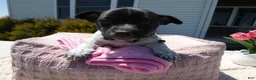 Jack Russell Terrier dogs for sale: Jack Russell Terrier Puppy 1 Marko - Ad 2