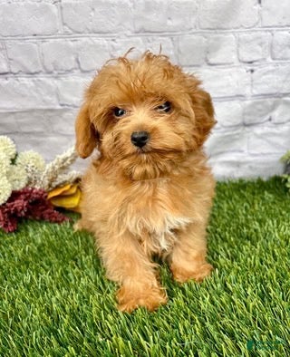 Yorkiepoo dogs Theo Yorkiepoo  - Ad 2
