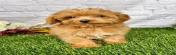Yorkiepoo dogs for sale: Theo Yorkiepoo  - Ad 2