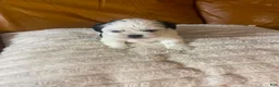 Shih Tzu dogs for sale: Shih Tzu Puppy 1 - Ad 6