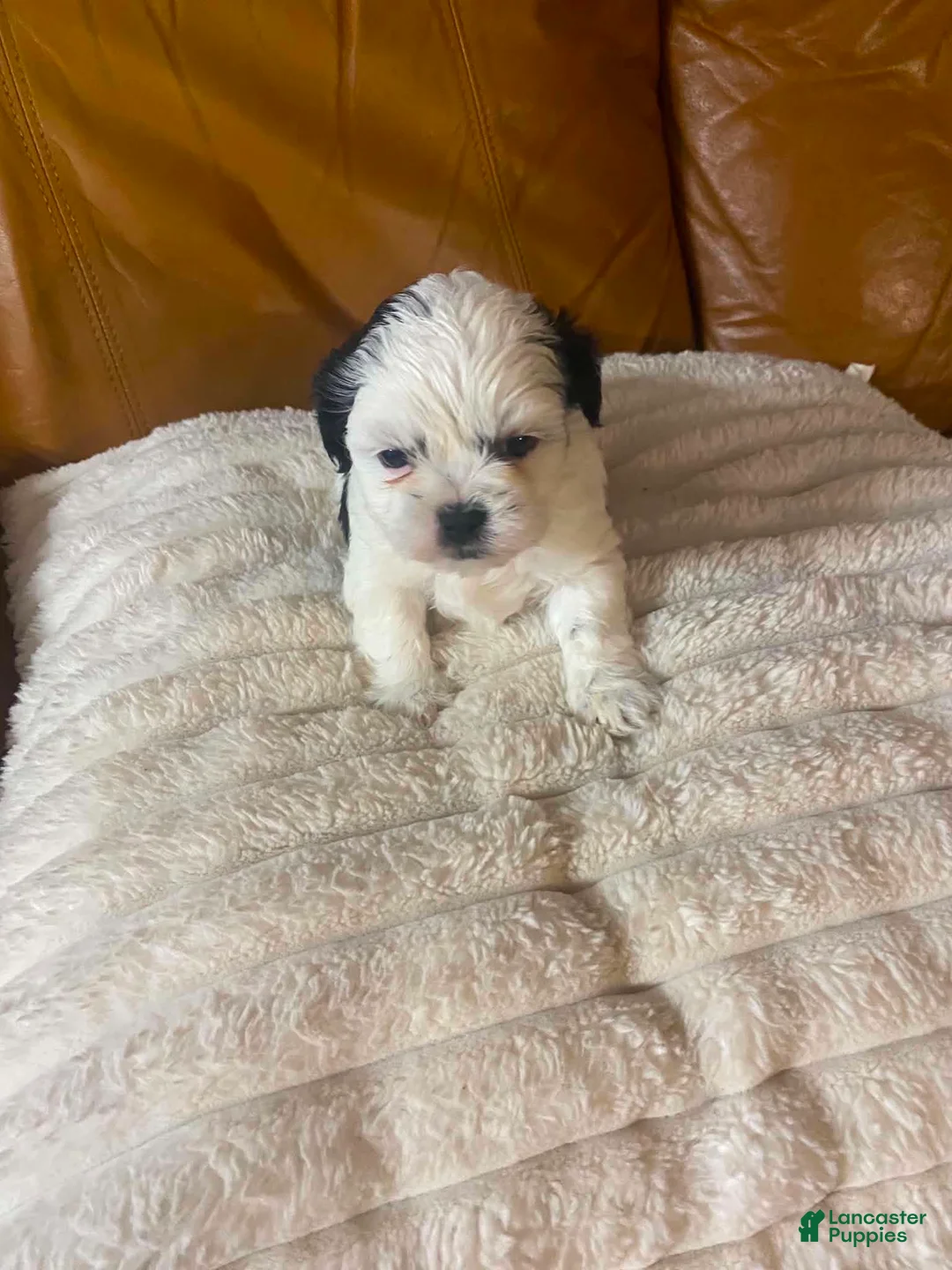 Shih Tzu dogs for sale: Shih Tzu Puppy 1 - Ad 6