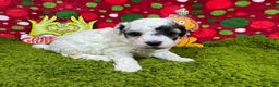 Toy Poodle dogs for sale: Toy Poodle Puppy 2 - Ad 2