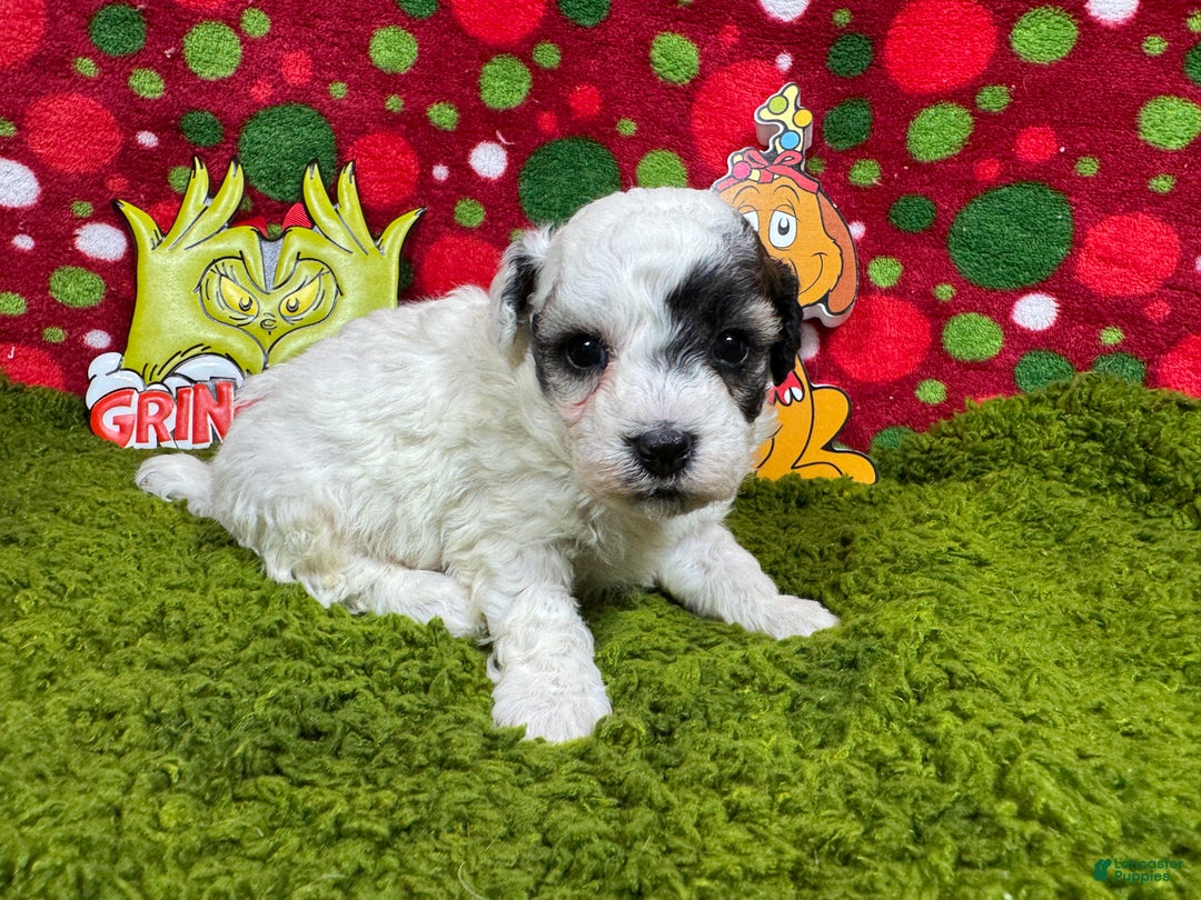 Toy Poodle dogs for sale: Toy Poodle Puppy 2 - Ad 2