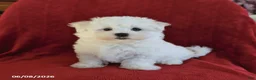 Maltese dogs for sale: Lance  - Ad 1