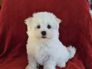 Maltese dogs for sale: Lance - Ad 2