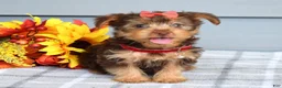 Yorkshire Terrier dogs for sale: Cassidy - Ad 9