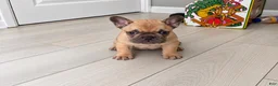 French Bulldog dogs for sale: French Bulldog 1 - Ad 5