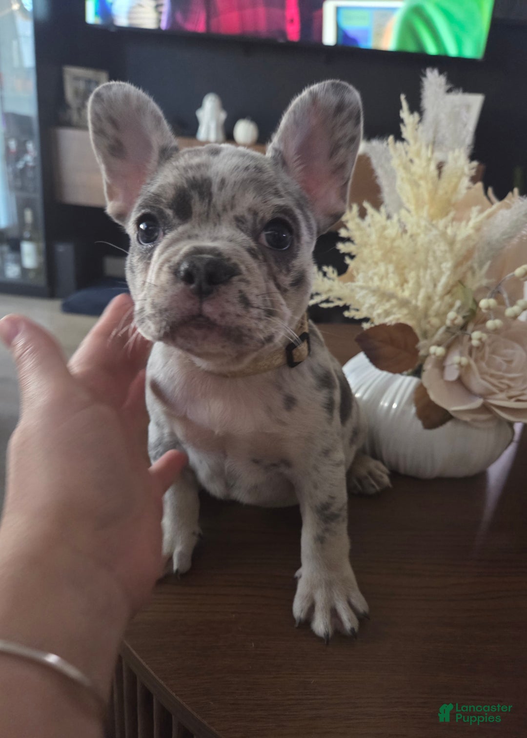 French Bulldog dogs for sale: French Bulldog Puppy 5 - Ad 2